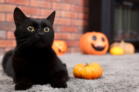 Cute cat and pumpkins on rug indoorsの写真素材