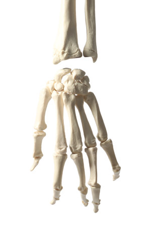 Artificial human hand model isolated on whiteの写真素材