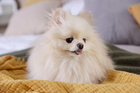 Cute Pomeranian dog on bed at homeの写真素材