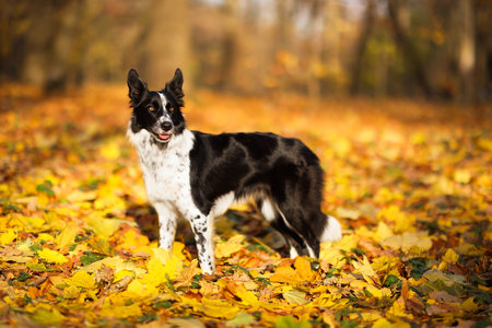 Cute dog in park on sunny day. Autumn walkの写真素材