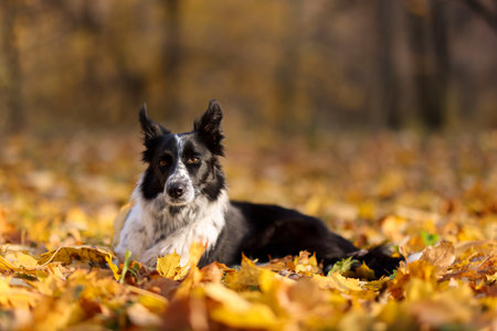 Cute dog on fallen leaves in park. Autumn walkの写真素材