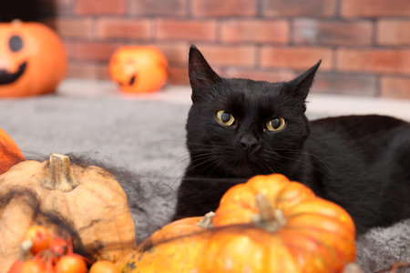 Halloween celebration. Cute cat and pumpkins on rug indoorsの写真素材