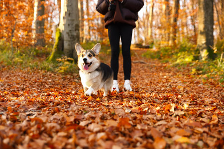 Cute Welsh corgi dog on walk with owner in autumn forest, closeupの写真素材