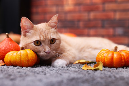 Cute cat, pumpkins and autumn leaves on rug indoorsの写真素材