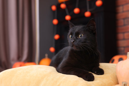 Cute cat on pillow in festive decorated room, space for textの写真素材