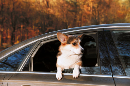 Cute dog peeking out car window, view from outside. Adorable petの写真素材
