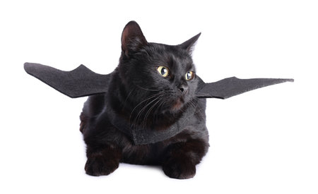 Halloween celebration. Cute cat with bat wings on white backgroundの写真素材