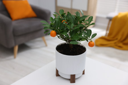 Potted tangerine tree on white table indoors, closeupの写真素材
