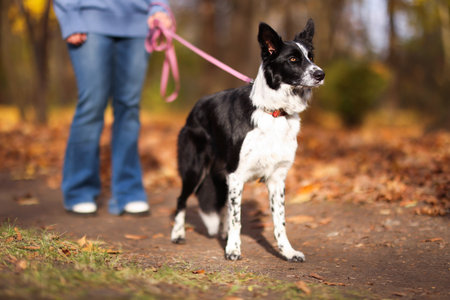 Woman walking her cute dog in autumn park, selective focusの写真素材