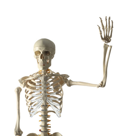Artificial human skeleton model on white backgroundの写真素材