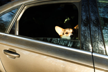 Cute dog peeking out car window, view from outside. Adorable petの写真素材