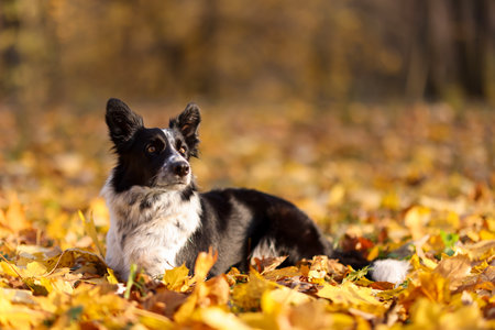 Cute dog on fallen leaves in park, space for text. Autumn walkの写真素材