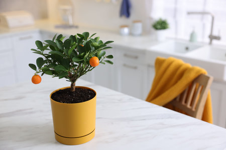 Potted tangerine tree on white marble table in kitchen, space for textの写真素材