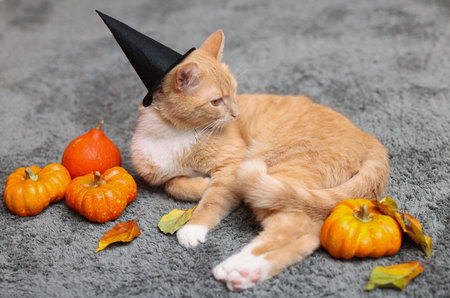 Halloween celebration. Cute cat in witch's hat, pumpkins and autumn leaves on rug indoorsの写真素材