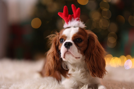 Cute dog in funny headband on floor at home. Christmas atmosphereの写真素材