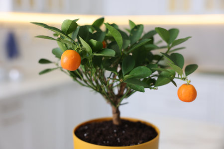 Potted tangerine tree with ripe fruits in kitchen, closeupの写真素材