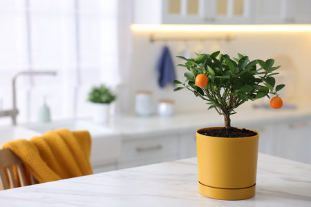 Potted tangerine tree on white marble table in kitchen, space for textの写真素材
