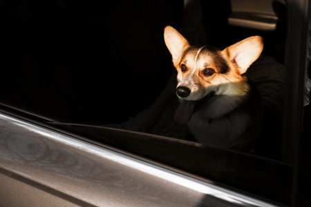 Cute dog peeking out car window, view from outside. Adorable petの写真素材