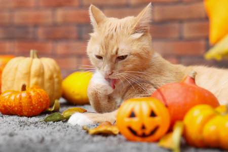 Halloween celebration. Cute cat, pumpkins and autumn leaves on rug indoorsの写真素材