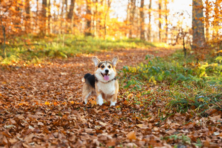 Cute Welsh corgi dog on walk in autumn forestの写真素材