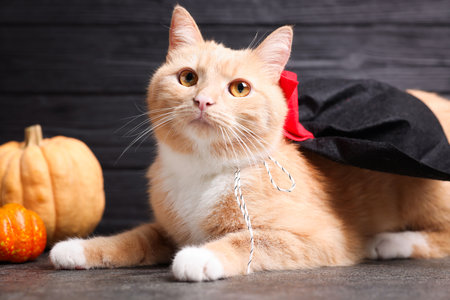 Halloween celebration. Cute cat in cloak and pumpkins on gray surfaceの写真素材