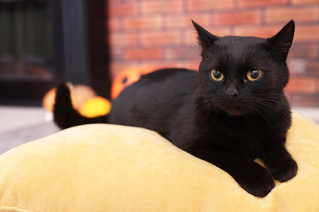 Cute cat on pillow in festive decorated roomの写真素材