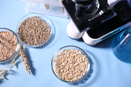 GMO concept. Microscope, grains in Petri dishes and liquid on light blue background, flat layの写真素材