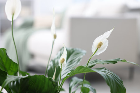 Beautiful spathiphyllum (peace lily) houseplant with flowers indoors, closeupの写真素材