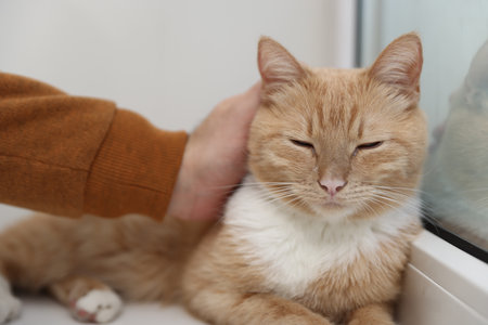Man stroking his cute ginger cat near window indoors, closeupの写真素材