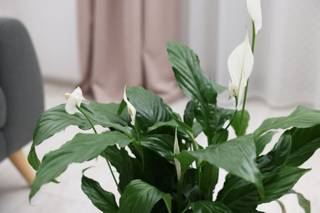 Beautiful spathiphyllum (peace lily) houseplant with flowers indoors, closeupの写真素材