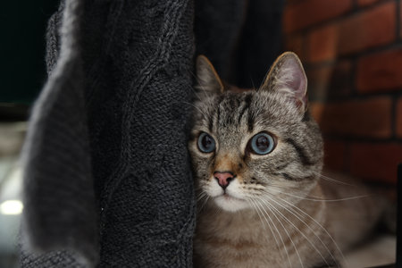 Cute cat near brick wall at home