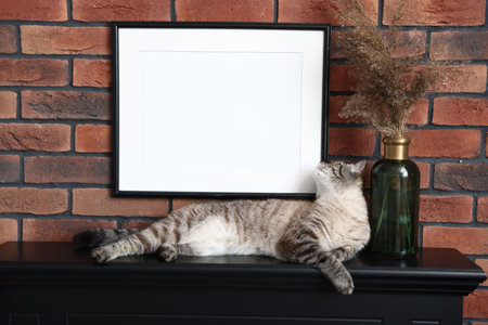 Cute cat near brick wall at homeの写真素材