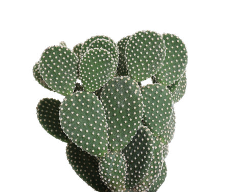 Beautiful prickly pear cactus houseplant isolated on whiteの写真素材