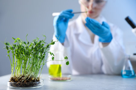 GMO concept. Scientist working with sample of microgreens at table, selective focusの写真素材