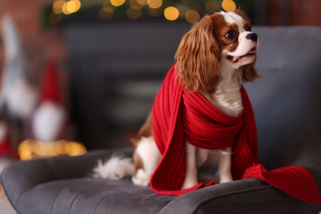 Cute dog with red scarf on armchair in room decorated for Christmas, space for textの写真素材