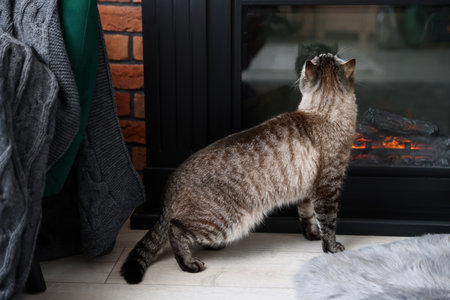 Cute cat near fireplace at home. Adorable petの写真素材