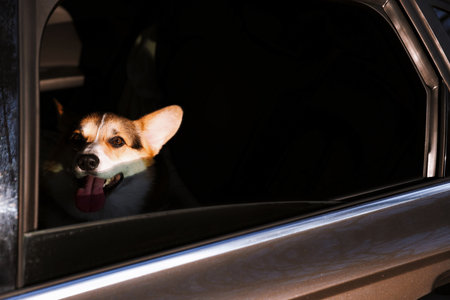 Cute dog peeking out car window, view from outside. Adorable petの写真素材