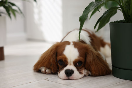 Cute dog and green houseplant at home, space for textの写真素材