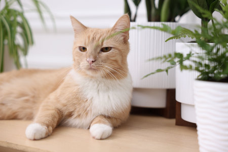 Cute ginger cat and different houseplants on wooden table indoors