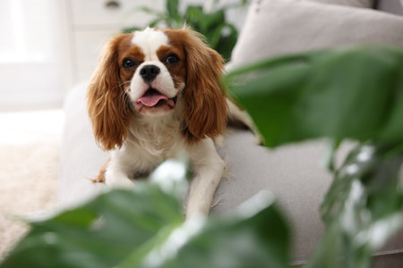 Cute dog on sofa and green houseplants at home