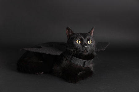 Halloween celebration. Cute cat with bat wings on black background, space for textの写真素材