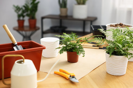 Transplanting houseplant. Pots with plants, soil and gardening tools on wooden table indoorsの写真素材