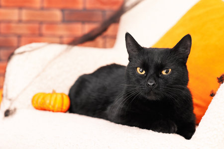 Halloween celebration. Cute black cat with pumpkin on sofa indoorsの写真素材
