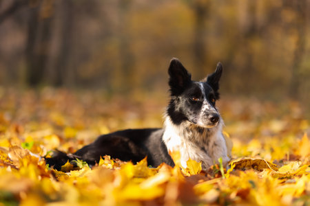 Cute dog on fallen leaves in park. Autumn walkの写真素材