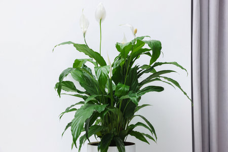 Beautiful spathiphyllum (peace lily) houseplant with flowers near white wallの写真素材