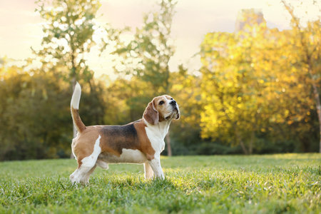 Cute Beagle dog in autumn park