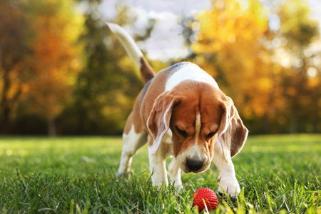 Cute Beagle dog playing with ball in autumn park, space for text