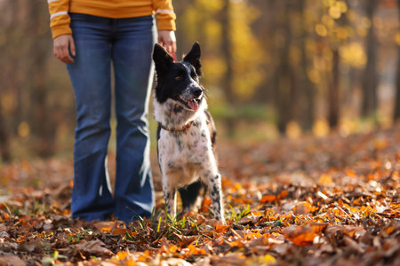 Woman walking her cute dog in autumn park, closeup. Space for textの写真素材