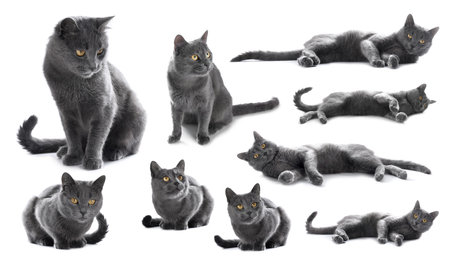 Cute gray cat on white background, set of photosの写真素材