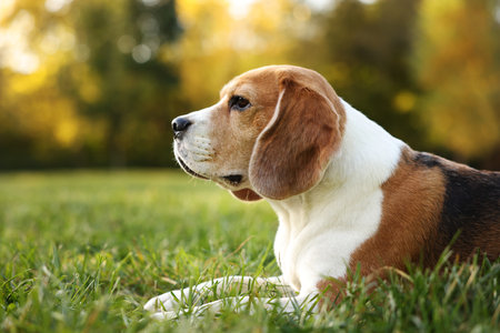 Cute Beagle dog on green grass in autumn park, space for textの写真素材
